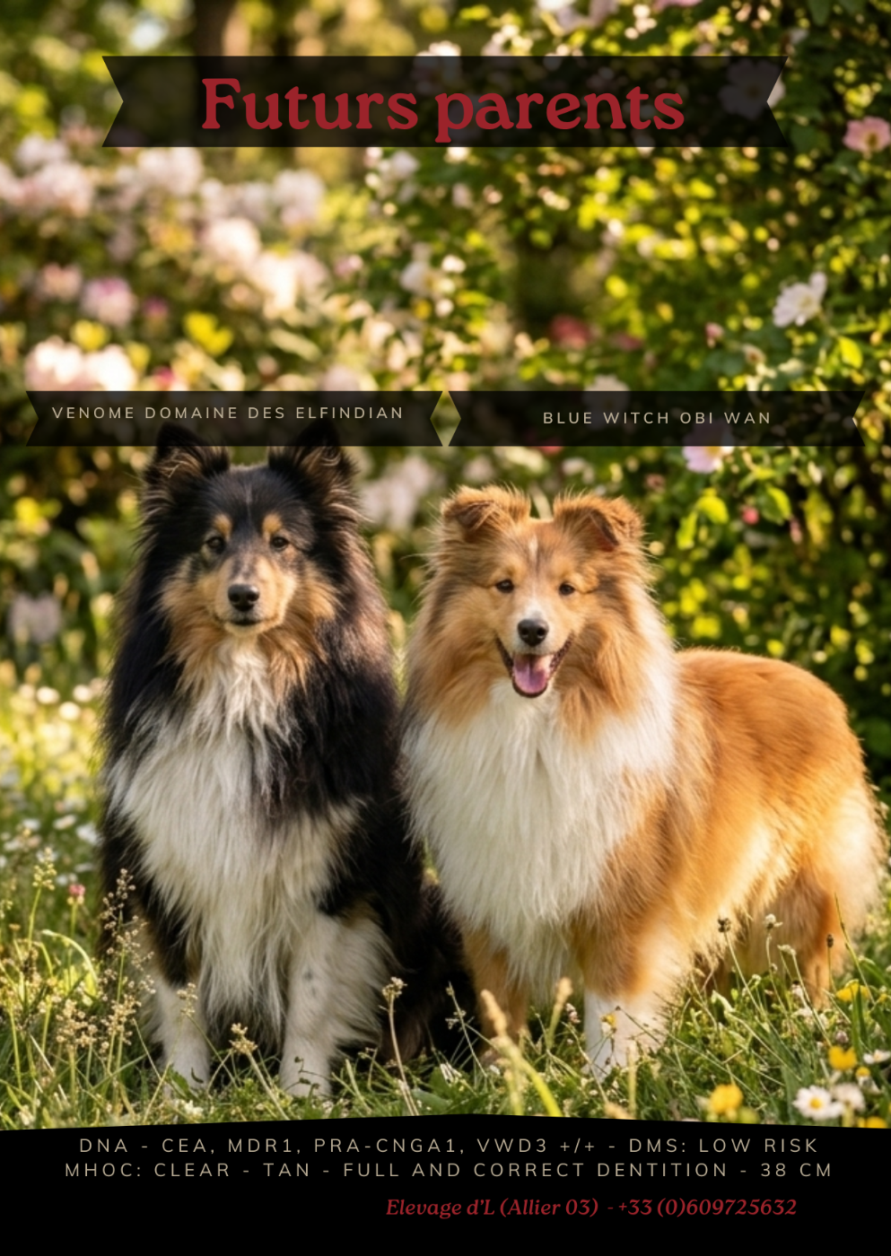 Chiot Shetland Sheepdog Laura Pereira Guerreiro