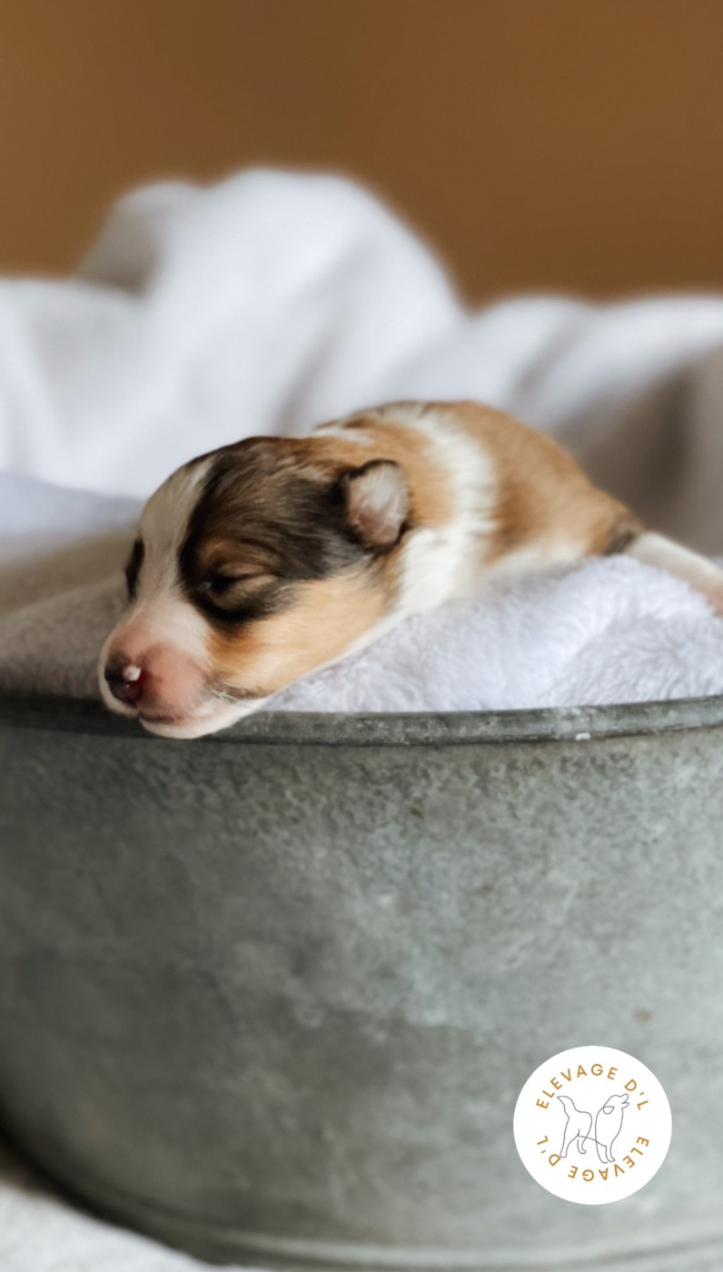 Laura Pereira Guerreiro - Chiots disponibles - Shetland Sheepdog