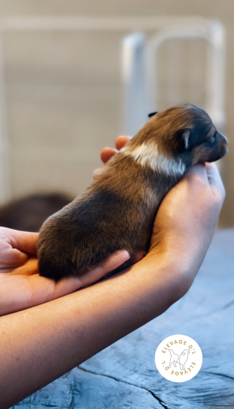 Laura Pereira Guerreiro - Chiots disponibles - Shetland Sheepdog