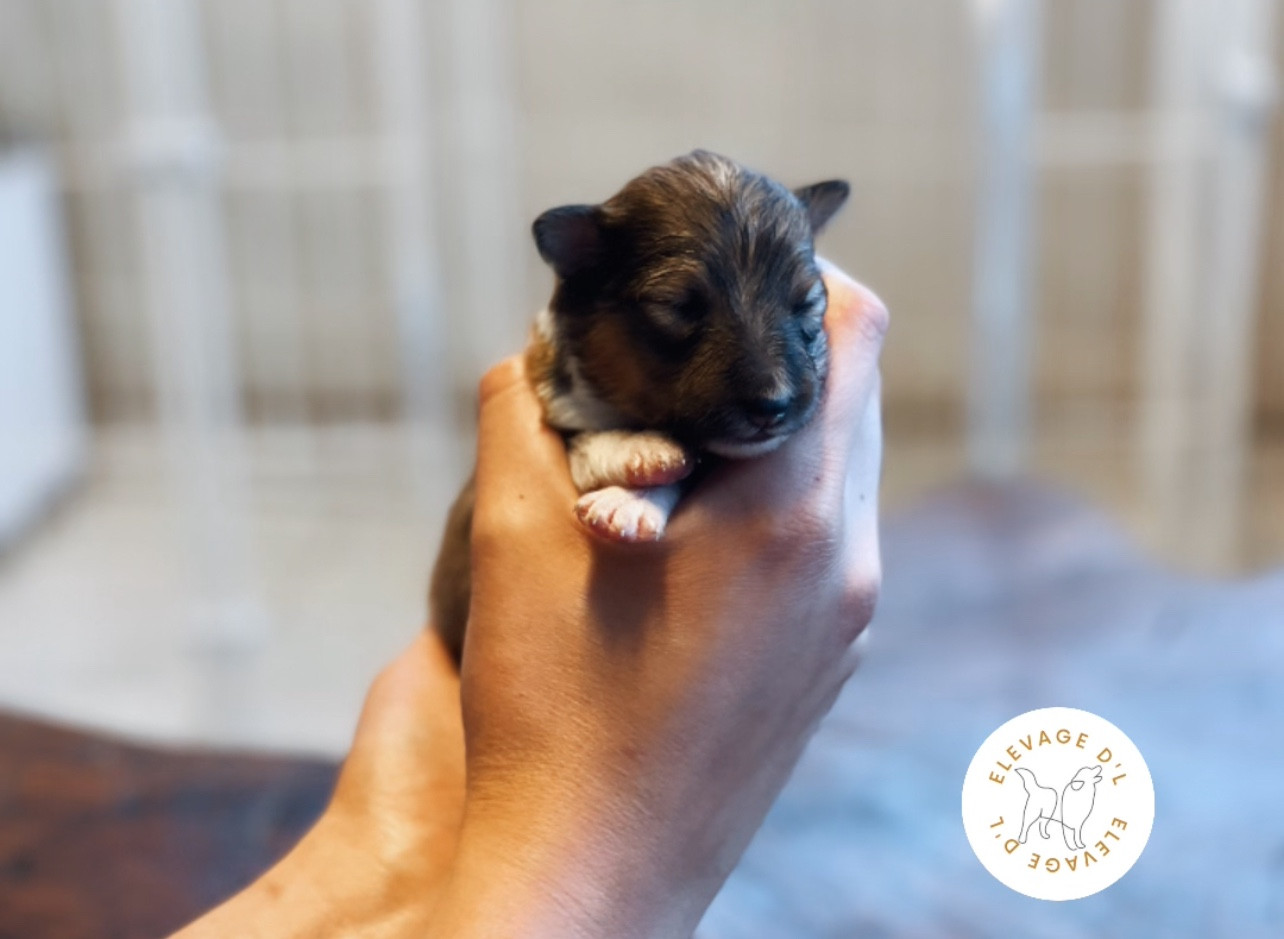 Laura Pereira Guerreiro - Chiots disponibles - Shetland Sheepdog