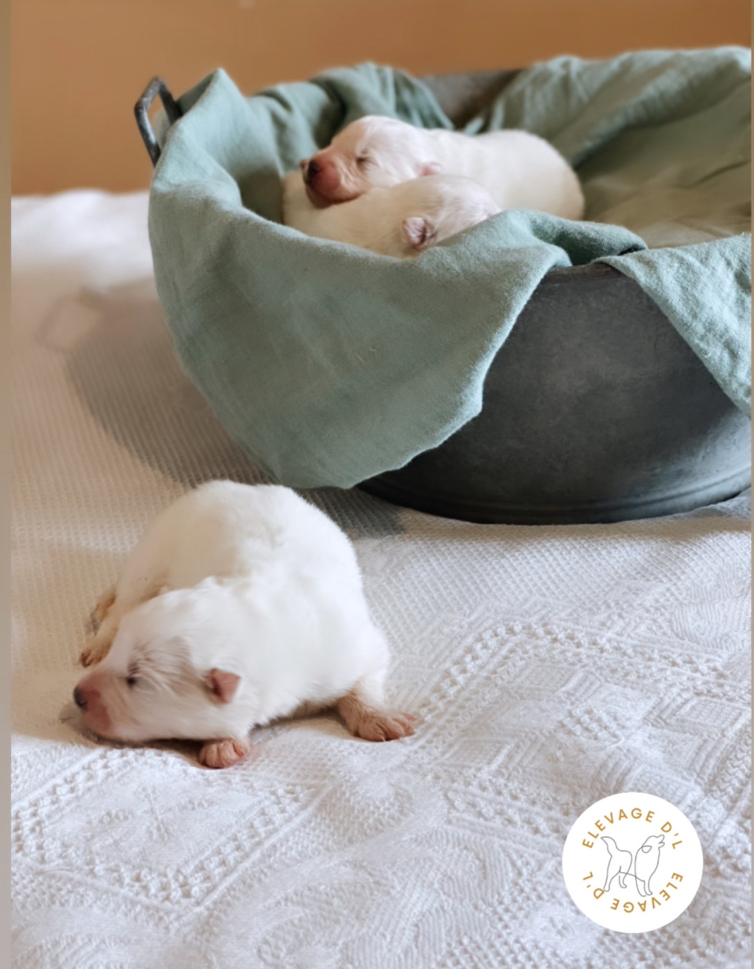 Laura Pereira Guerreiro - Chiots disponibles - Samoyède