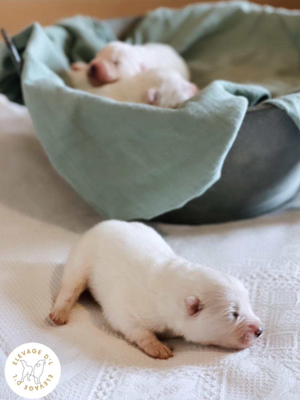 Laura Pereira Guerreiro - Chiots disponibles - Samoyède