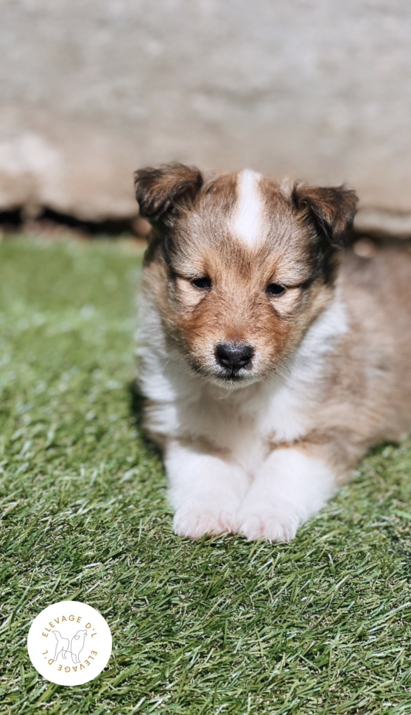 Laura Pereira Guerreiro - Chiots disponibles - Shetland Sheepdog