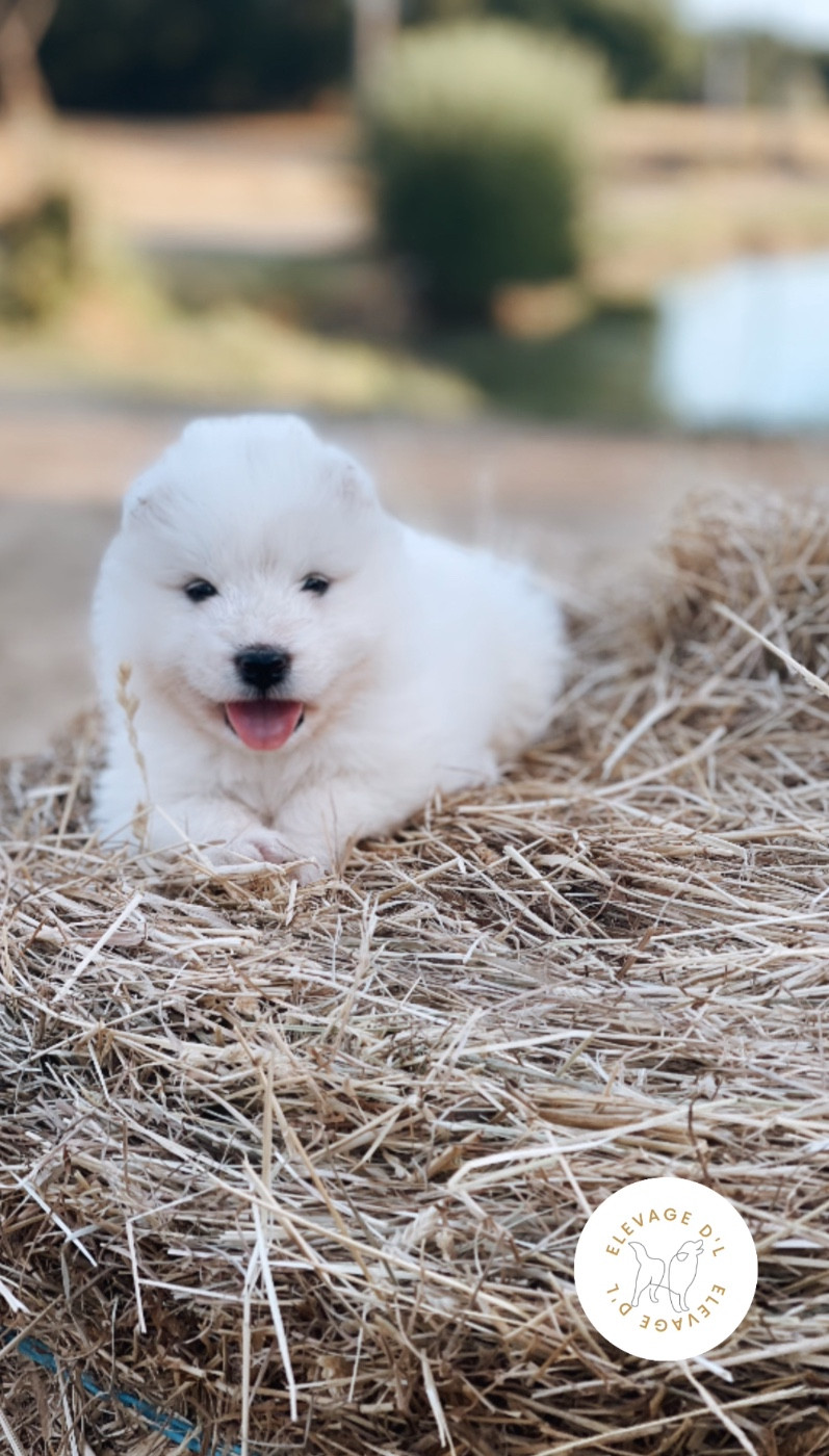 Laura Pereira Guerreiro - Chiots disponibles - Samoyède
