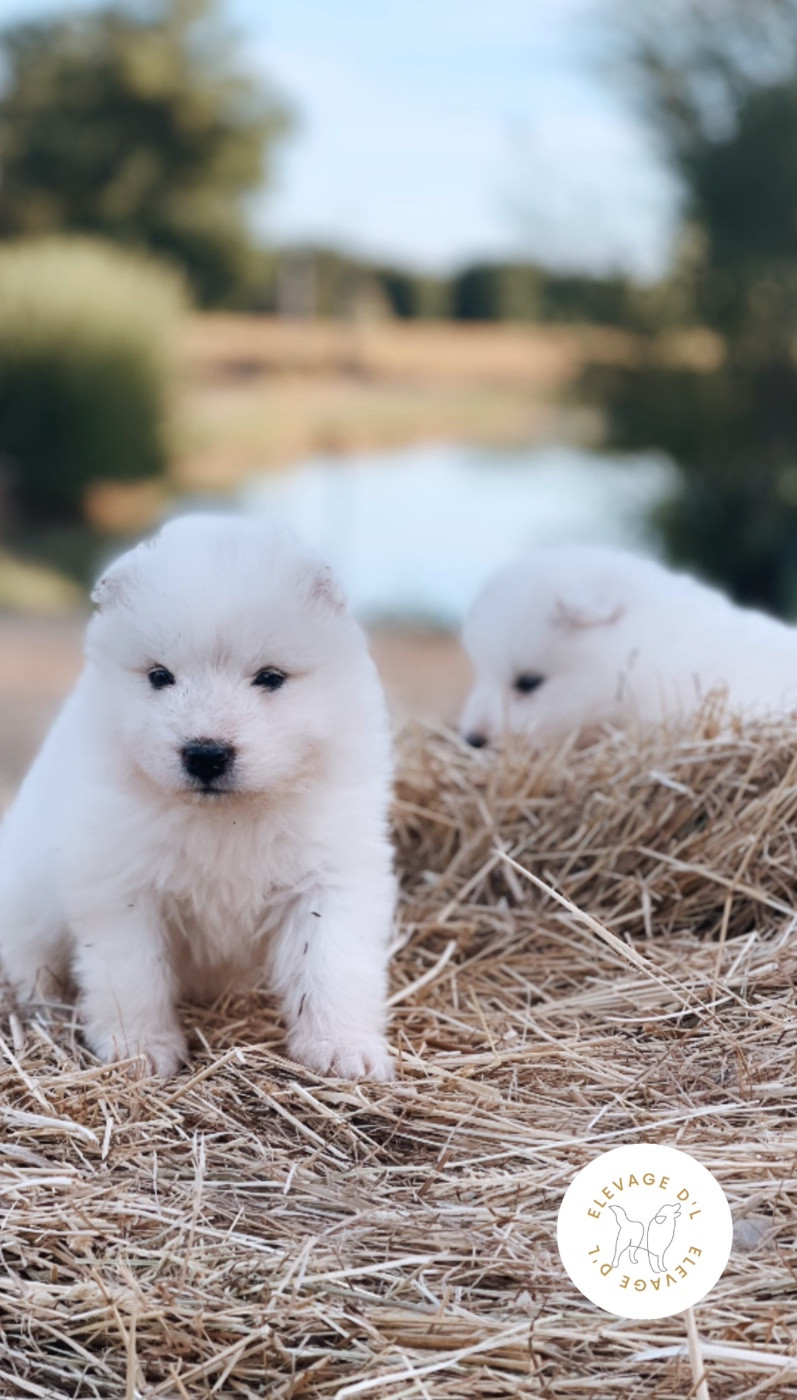 Laura Pereira Guerreiro - Chiots disponibles - Samoyède